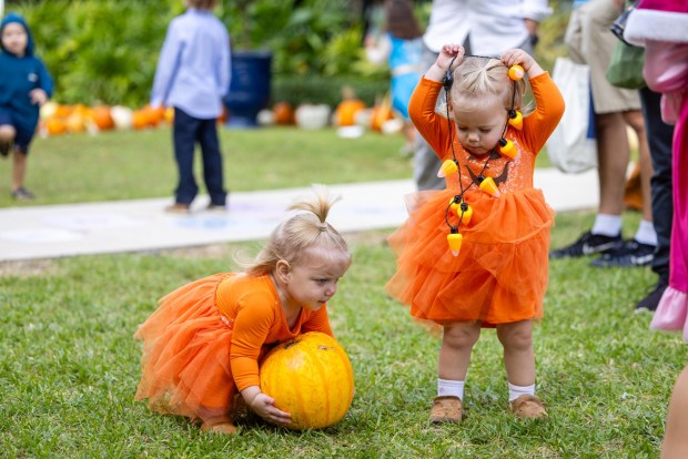 Pick the perfect pumpkin during The Royal Poinciana Plaza's Pop-Up Pumpkin Patch for Philanthropy Oct. 15 to 18. (The Royal Poinciana Plaza/Courtesy)