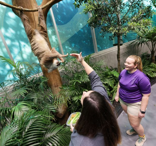 "Izzy" the two-toed sloth gets a snack from caretakers inside the Rainforest gallery in the new "Life" exhibit at the Orlando Science Center, Thursday, April 4, ahead of next week's soft-opening to the public. The $13.5 million expansion will include 300 animals from 100 species, presented in the three ecology zones of a rainforest, a swamp and the ocean. (Joe Burbank/Orlando Sentinel)