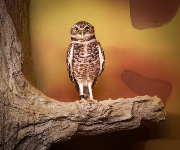 A burrowing owl eyes visitors inside the Swamp gallery in the new "Life" exhibit at the Orlando Science Center, Thursday, April 4, ahead of next week's soft-opening to the public. The $13.5 million expansion will include 300 animals from 100 species, presented in the three ecology zones of a rainforest, a swamp and the ocean. (Joe Burbank/Orlando Sentinel)