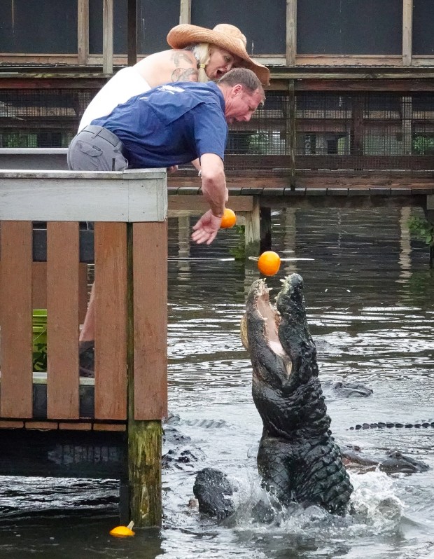 Park Director Mike Hileman and International Wildlife Ambassador Savannah Boan feed pumpkins to jumping alligators at Gatorland's 8th annual Gators, Ghosts and Goblins event, Thursday, October 8, 2026. The family-friendly, daytime Halloween celebration takes place weekends through October 25. (Joe Burbank/Orlando Sentinel)