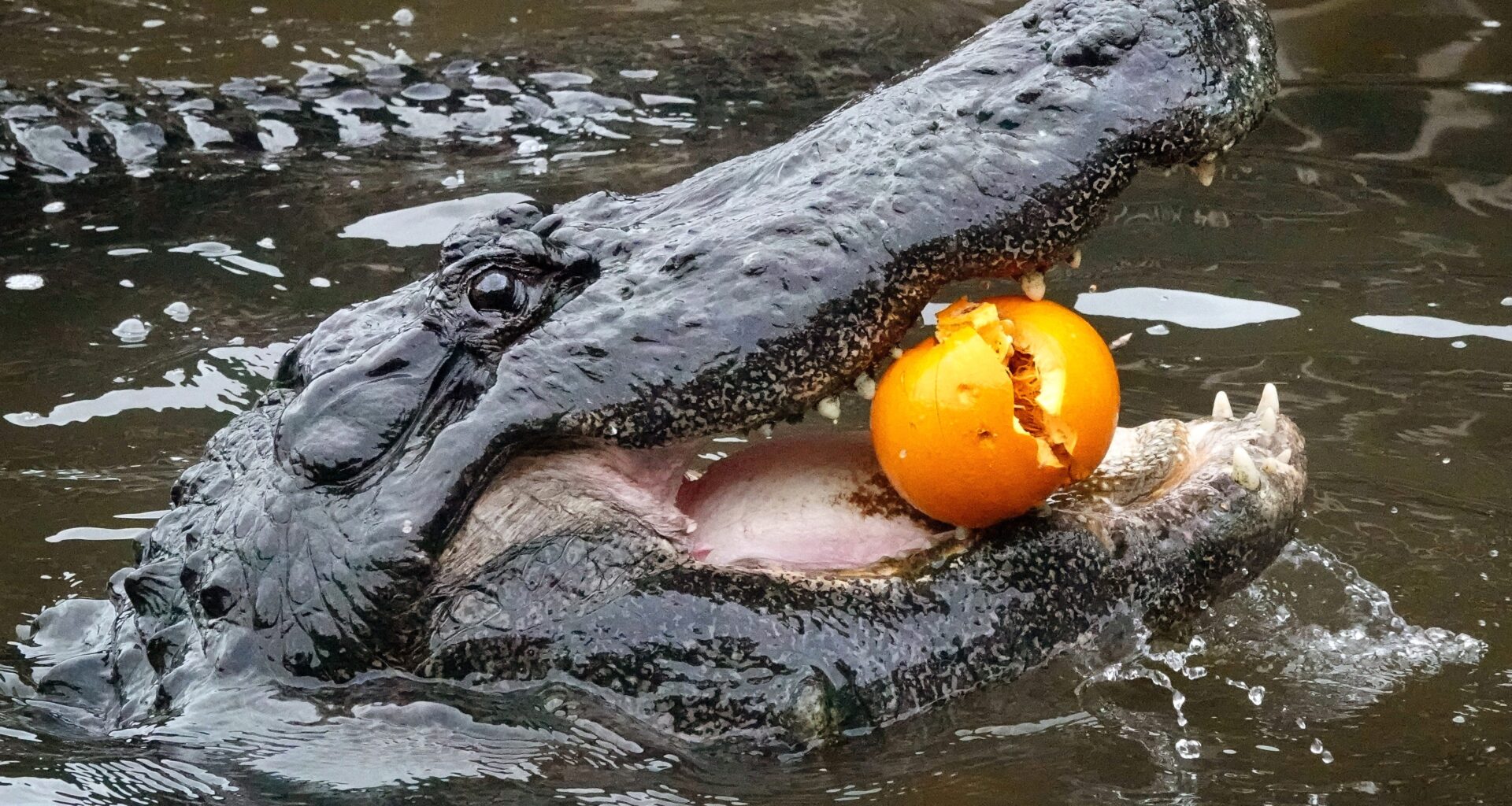 Pictures: Gatorland’s 8th annual Gators, Ghosts and Goblins celebration – Orlando Sentinel
