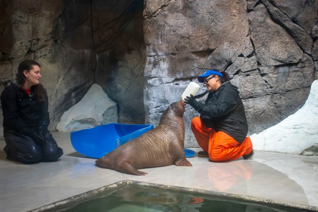 Annautaq, a 5-month-old Pacific walrus, is in the care of SeaWorld Orlando after being rescued in Alaska. The orphaned calf recently completed his 4,000-mile journey to Central Florida. (Courtesy of SeaWorld Orlando)