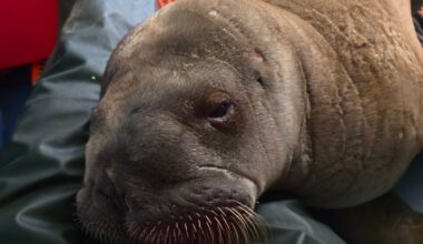 SeaWorld: Orphaned walrus calf from Alaska arrives in Orlando