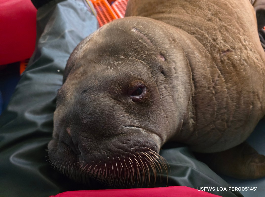 SeaWorld: Orphaned walrus calf from Alaska arrives in Orlando