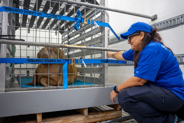Annautaq, a 5-month-old Pacific walrus, is in the care of SeaWorld Orlando after being rescued in Alaska. The orphaned calf recently completed his 4,000-mile journey to Central Florida by truck and plane. (Courtesy of SeaWorld Orlando)