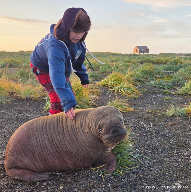 Annautaq, a 5-month-old Pacific walrus, is in the care of SeaWorld Orlando after being rescued in Alaska by Violet Anniskett, a wildlife research intern, and U.S. Geological Survey scientist Tony Fischbach. The orphaned calf recently completed his 4,000-mile journey to Central Florida. (Courtesy of SeaWorld Orlando)