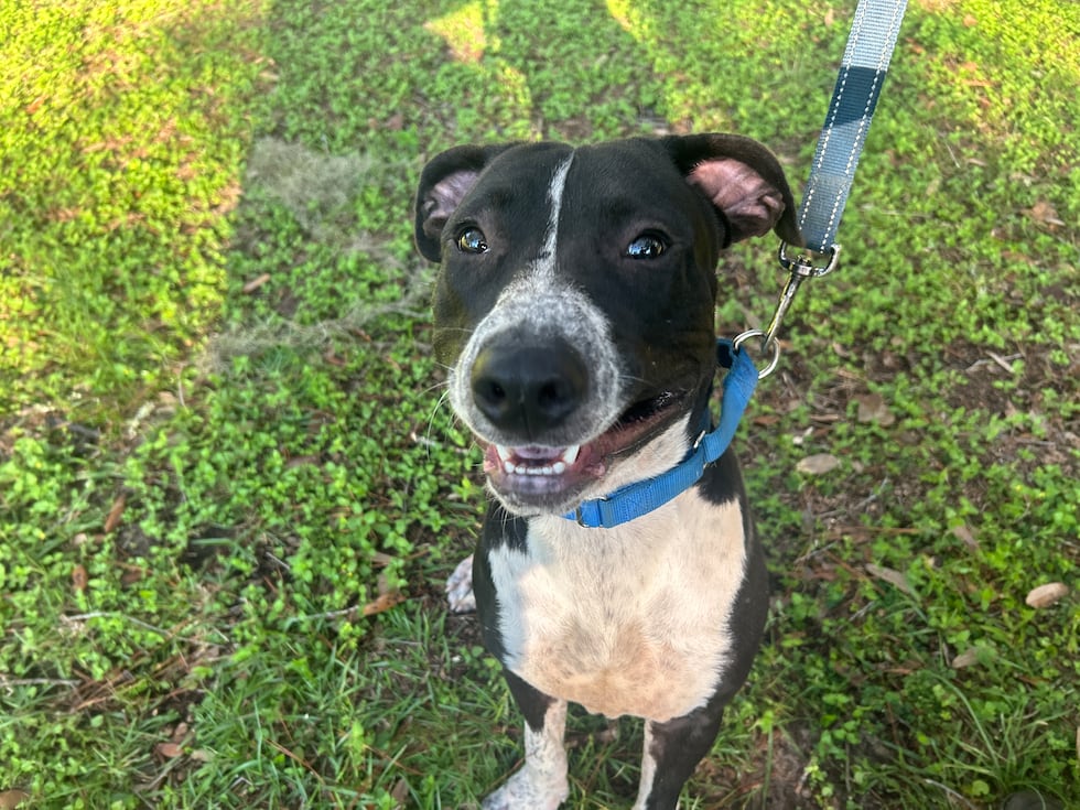 Osiris is goofy and giddy and has a windshield wiper tail that never stops wagging!