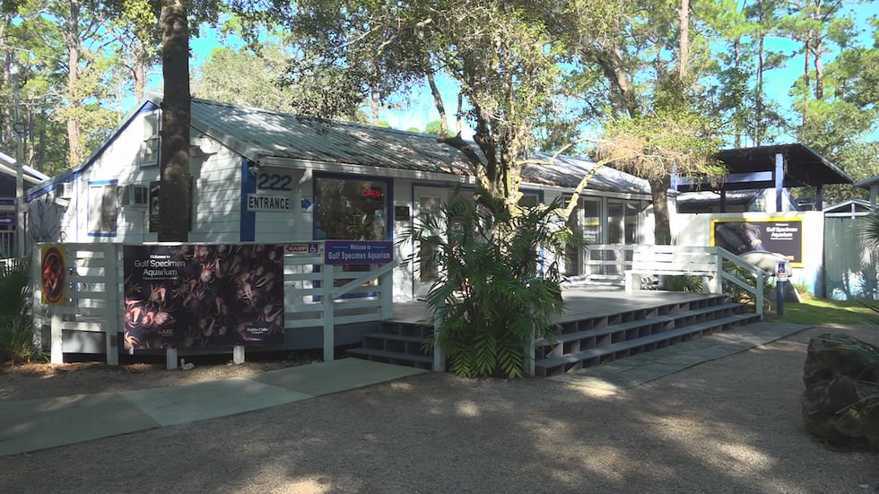 After 25 years roaming a Tallahassee front yard, a pod of four humpback whale sculptures will...