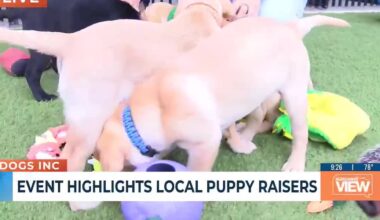 Discovery Day offers behind-the-scenes look at guide, service dog training