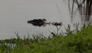 Alligator attacks spur Florida tech group to develop detection system
