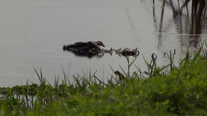 Alligator attacks spur Florida tech group to develop detection system