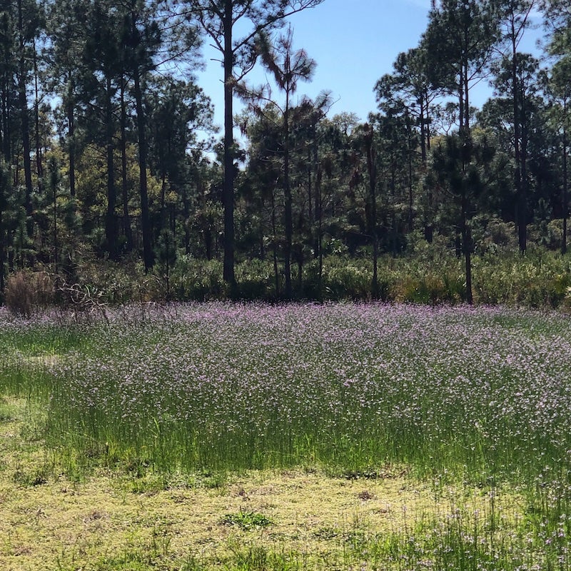 Field of small purple flowers in the foreground and tall slash pines in the background of a forest in the Florida flat woods.