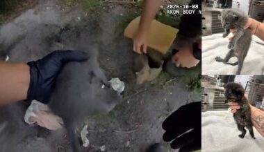 Body cam shows Florida deputies digging up kittens buried alive