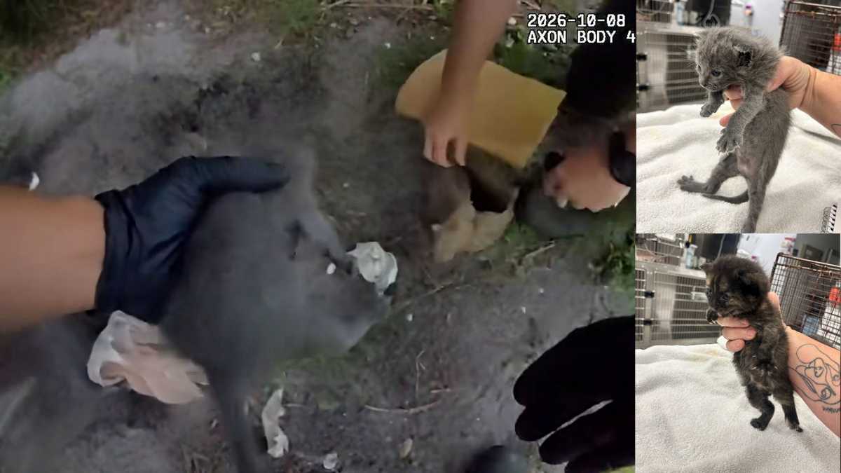 Body cam shows Florida deputies digging up kittens buried alive