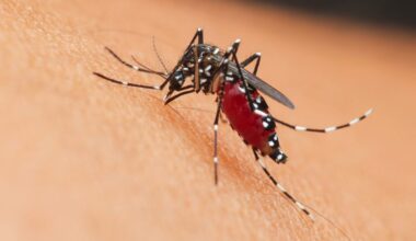 Florida Dengue Outbreak: Tampa Health Groups Respond