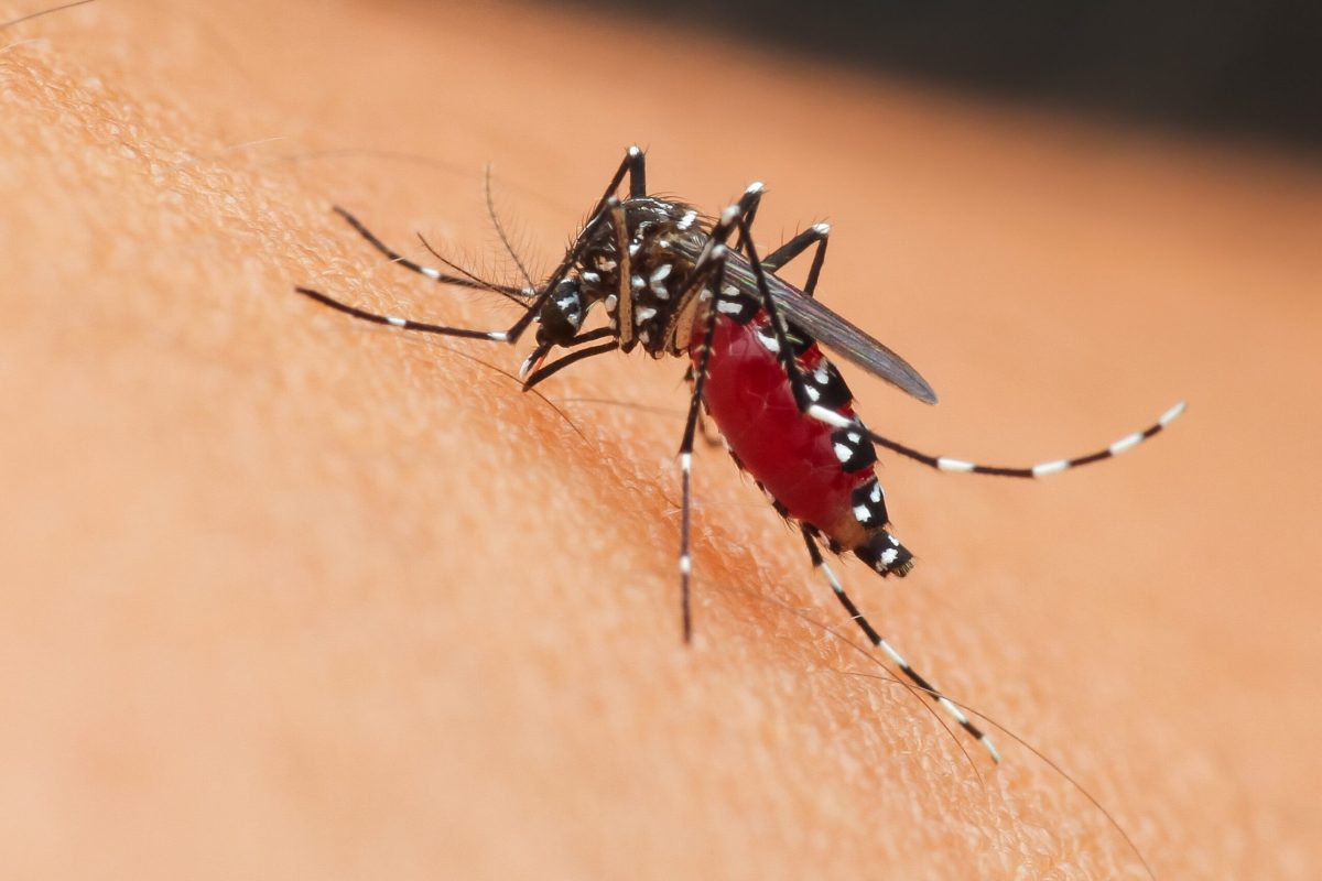 Florida Dengue Outbreak: Tampa Health Groups Respond