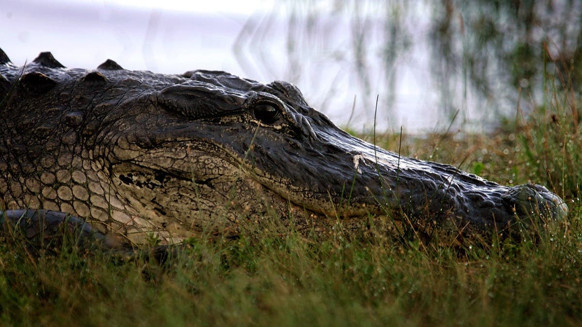 Alligator lies on the bank of a pond in Everglades National Park, Florida.
