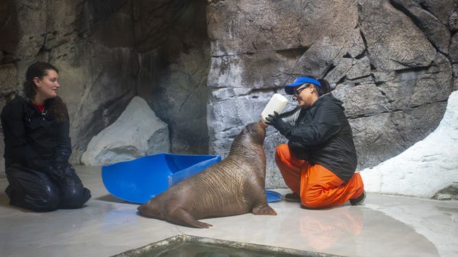 Annautaq bottle feeding at SeaWorld Orlando.