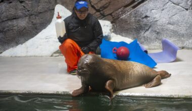 Orphaned 5-month-old Pacific walrus calf relocated to SeaWorld Orlando