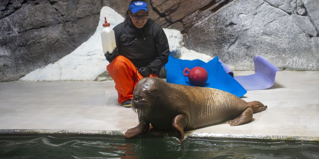 Orphaned 5-month-old Pacific walrus calf relocated to SeaWorld Orlando
