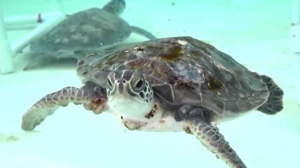 Florida Climate Week brings focus to environmental challenges and ocean research