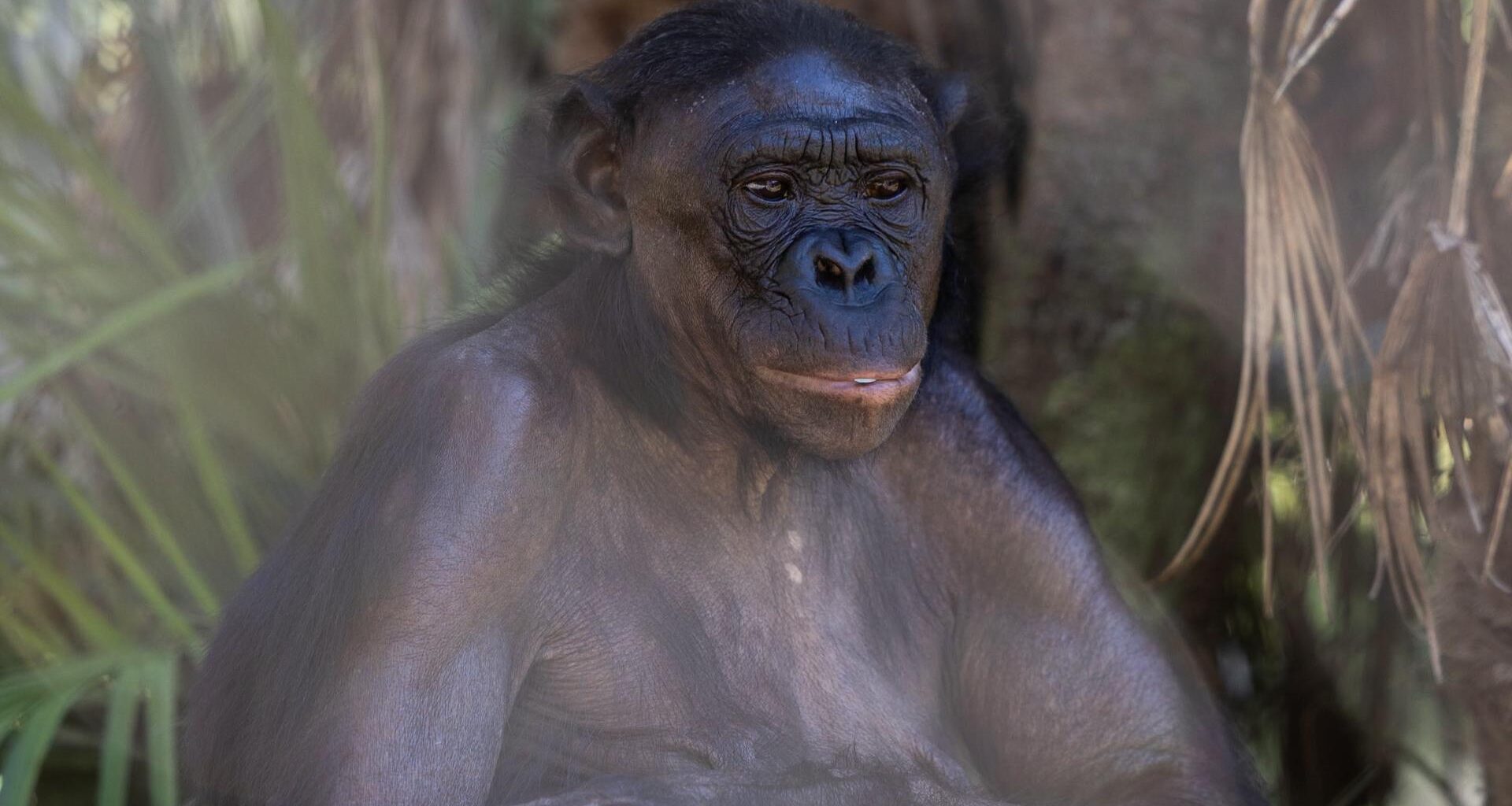 Kimia the bonobo, Jacksonville Zoo & Botanical Gardens await zoo's newest member