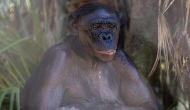 Kimia the bonobo, Jacksonville Zoo & Botanical Gardens await zoo's newest member