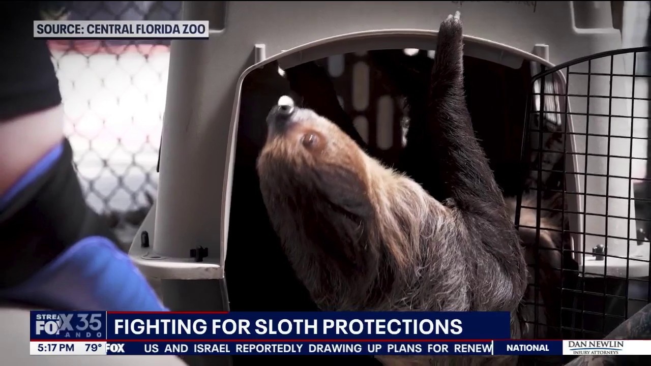 Federal lawmakers push to ban commercial sloth imports