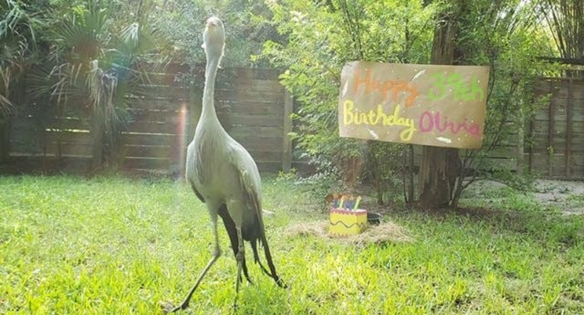 Stanley crane Olivia, shown here at her 39th birthday celebration, died at the Jacksonville Zoo and Botanical Gardens at age 43 of age-related illnesses. She was the oldest known of her species in North America.