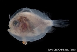 Deep sea fish