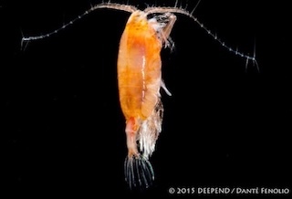 Deep sea shrimp