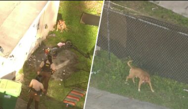 Dog on the loose after attacking teen girl in NW Miami-Dade – NBC 6 South Florida