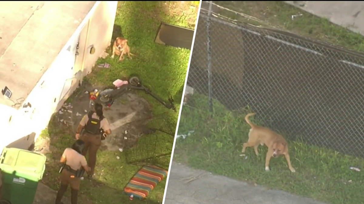 Dog on the loose after attacking teen girl in NW Miami-Dade – NBC 6 South Florida