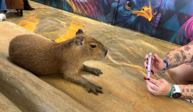 PETA calls for investigation into Fort Lauderdale's Capybara Café