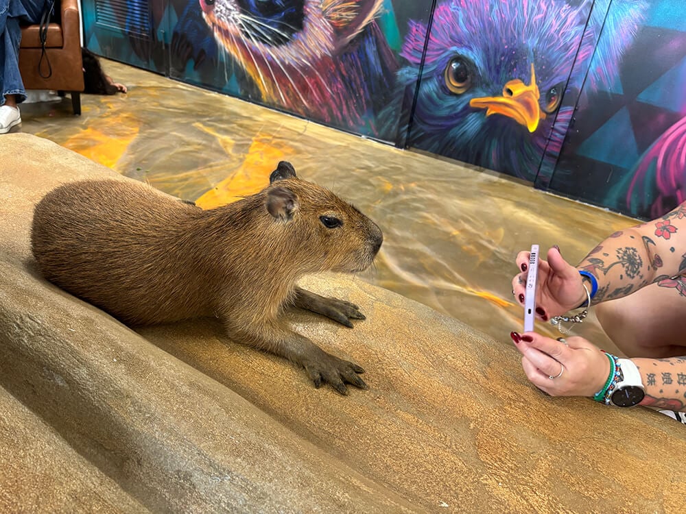 PETA calls for investigation into Fort Lauderdale's Capybara Café