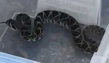 Snake sightings in south Florida increase dramatically after flooding