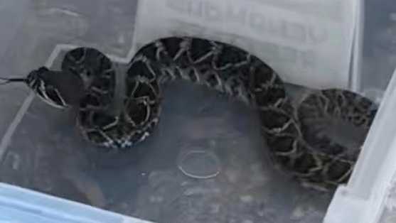 Snake sightings in south Florida increase dramatically after flooding