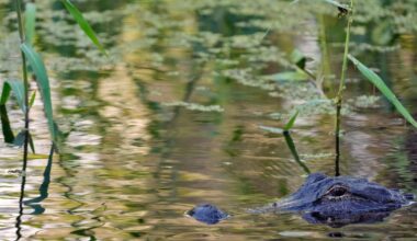 Fisherman, 71, attacked and killed by 12-foot alligator alongside Florida lake :: WRAL.com