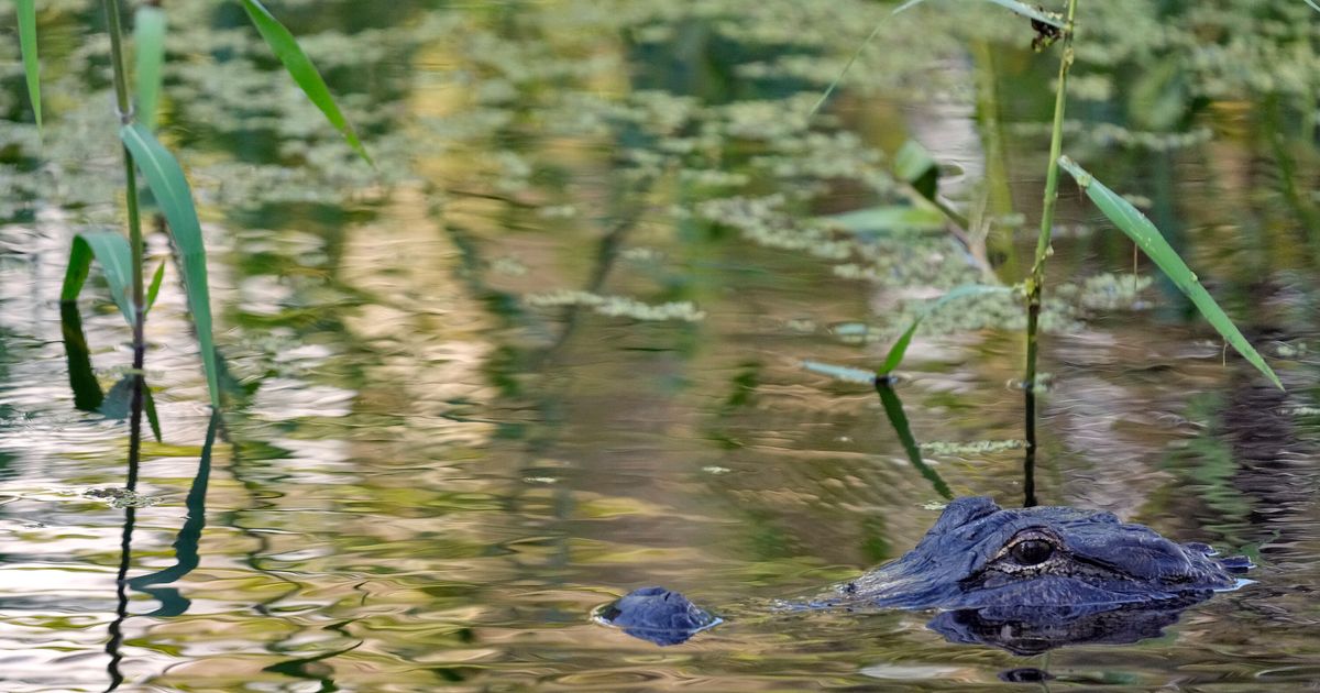 Fisherman, 71, attacked and killed by 12-foot alligator alongside Florida lake :: WRAL.com