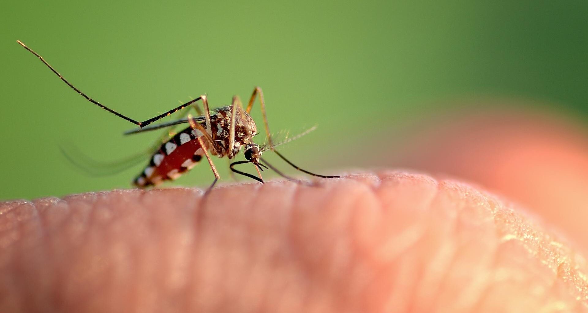 Dengue fever cases rise to 240 across Tampa Bay: See county-by-county numbers