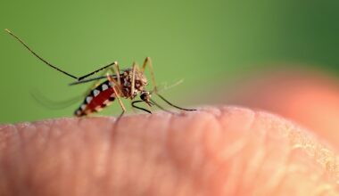 Dengue fever cases rise to 240 across Tampa Bay: See county-by-county numbers
