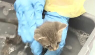 More than 100 cats rescued from hoarding situation in Port St. Lucie