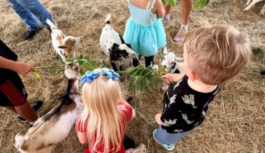 5 things to know about Fables on the Farm
