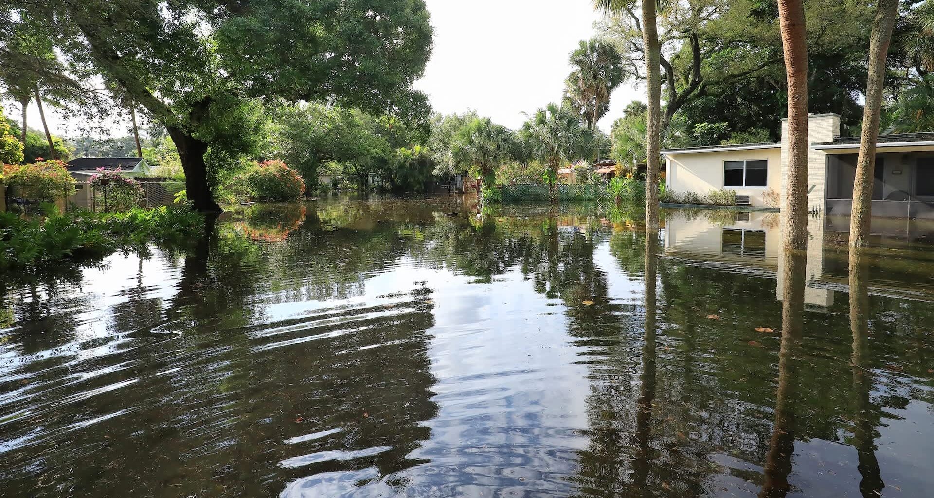 A flooded residential area with standing water reflecting trees and plants.
