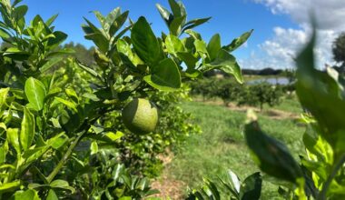 USDA forecast shows lower citrus production in Florida