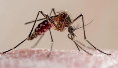 Florida's dengue outbreak is now the largest in the continental US in decades, with over 250 reported cases