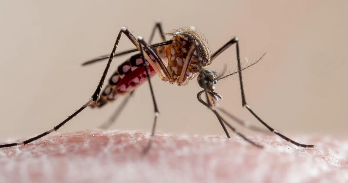 Florida's dengue outbreak is now the largest in the continental US in decades, with over 250 reported cases