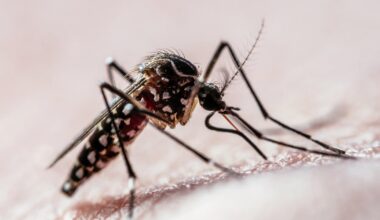 Florida confirms locally acquired dengue case in Broward County, prompting mosquito advisory