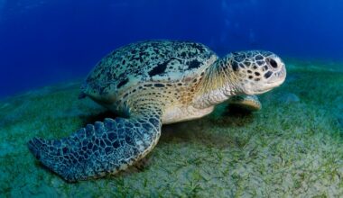 10 charged in multiyear undercover probe of illegal commercial fishing operation, sea turtle poaching in Florida