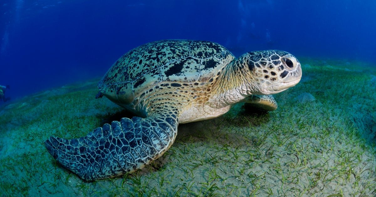 10 charged in multiyear undercover probe of illegal commercial fishing operation, sea turtle poaching in Florida